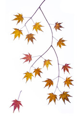 Fototapeta premium Acer Leaves and Twigs
