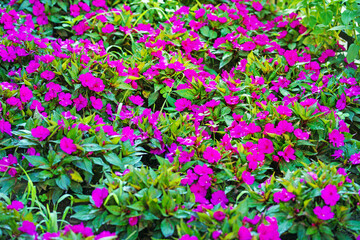 Purple Impatiens (Impatiens walleriana) flowers in summer sunny day