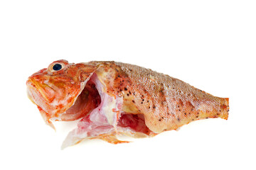 Single ready to cook raw red scorpionfish isolated on white background