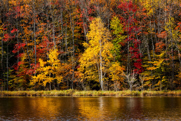 Fototapeta premium USA, Michigan, Upper Peninsula, Autumn trees at Thornton Lake