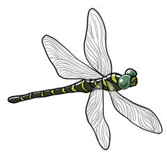 Simple and realistic illustration of Anotogaster sieboldii