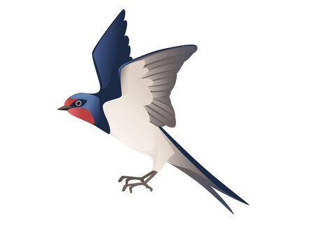Cute swallow flying on white background cartoon bird animal design
