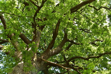 Fototapeta premium oak tree in spring