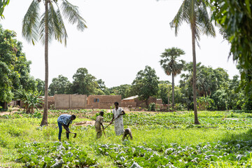 Group of young black Africans clearing a village field full of weeds with hoes and rakes