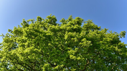 Fototapeta na wymiar Green leaves against sky
