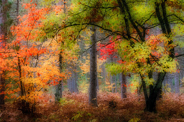 Soft focus effect on autumn trees in the forest, Hiawatha National Forest, Upper Peninsula of Michigan.