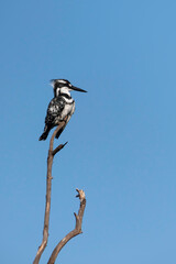 Pied kingfisher bird sitting on a branch closeup. Israel