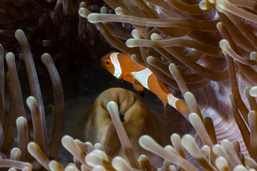 Clown fish in Indonesia