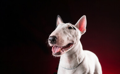 white bull terrier dog on a dark background