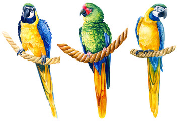 Fototapeta na wymiar macaw parrots, birds on an isolated white background, watercolor illustration, hand drawing