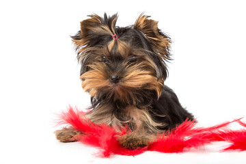 orkshire terrier puppy sits on a white background in red feathers.
