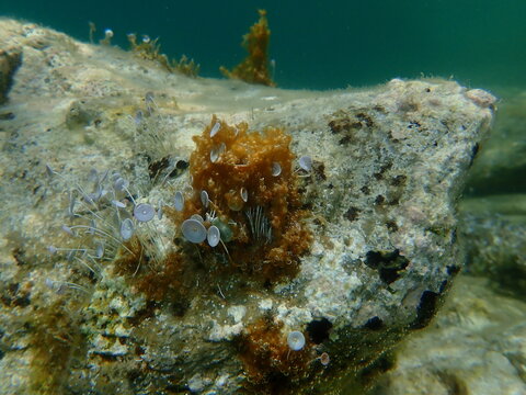 Сlump of Cyanobacteria, formerly called Blue-green algae (Cyanophyta) and Green algae Acetabularia acetabulum undersea, Aegean Sea, Greece, Halkidiki