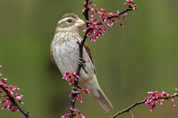Female Rose-breasted Grosbeak in breeding plumage, Michigan.