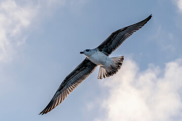 Obraz premium A seagull in flight with wings outstretched against the sunset sky