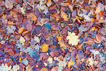 Buntes verschiedenartiges Laub als herbstlicher Hintergrund