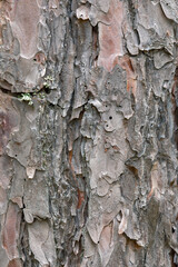 Pine tree bark pattern, Upper Peninsula, Hiawatha National Forest, Michigan