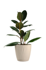 Ficus elastica houseplant isolated on white background. Rubber plant in beige flowerpot.