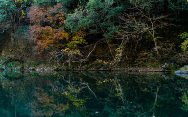 Autumn landscape beautiful colour trees over the river glowing in the sunlight. wonderful background. mountain reflection water in Japan. fresh and cold water