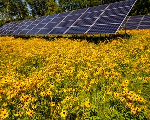 USA, Minnesota, Mendota Heights, City Hall Solar and Daisy Garden