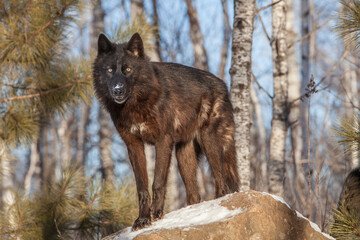 USA, Minnesota. Timber wolf with fur in black phase.