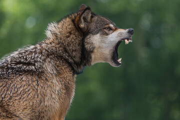 USA, Minnesota. Close-up of snarling timber wolf.