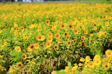 夏の暑い日差しに照らされて気持ちよく咲いているひまわりの畑風景