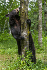 USA, Minnesota. Female black bear mother and tree.