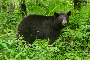 Obraz premium USA, Minnesota. Female black bear in bushes.