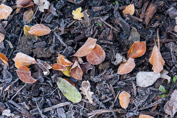 Autumn leaves on the ground
