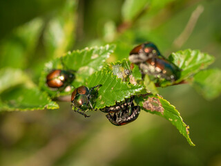Japanese beetles on rose bush, Eagan, Minnesota