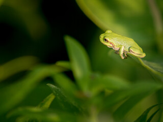 Green tree frog, Lebanon Hills Park, Central Minnesota