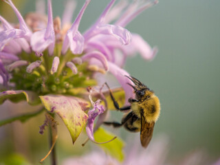 Bumblebee and bee balm flowers, Lebanon Hills Park, Central Minnesota