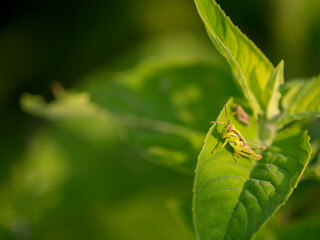 Grasshopper on leaf with another behind, Lebanon Hills Park, Central Minnesota