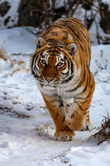 Siberian tiger hunts
