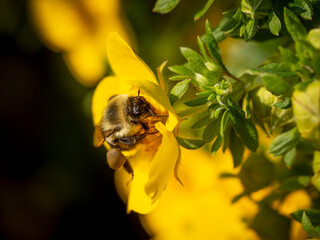 Bumblebee on potentilla flower, Rosemount, Minnesota - obrazy, fototapety, plakaty