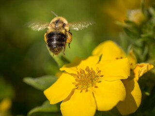 Flying bumblebee on potentilla flower, Rosemount, Minnesota - obrazy, fototapety, plakaty