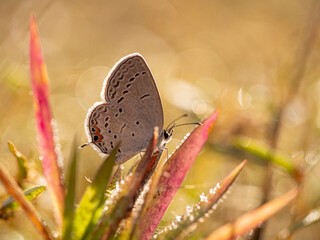 Hairstreak butterfly and dew. Wildcat Glade, Joplin, Missouri © Danita Delimont