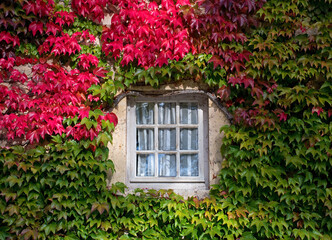 Fototapeta na wymiar Fenster mit wildem Wein im Herbst bewachsen, Abtei Fontenay, in Montbart, Frankreich, Weltkulturerbe