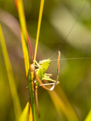 Katydid on grass, Pawhuska Prairie, Lamar, Missouri
