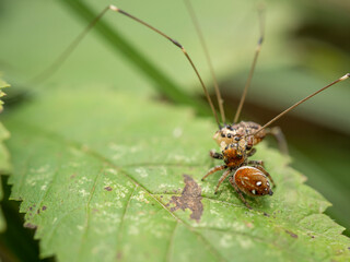 Jumping spider captures daddy-long legs, Clifty Creek Natural Area, Dixon, Missouri