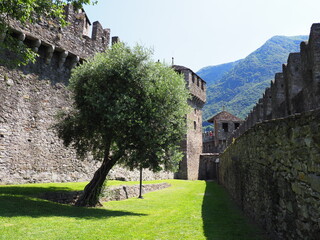 Tree between walls of Montebello castle, Bellinzona city, Switzerland