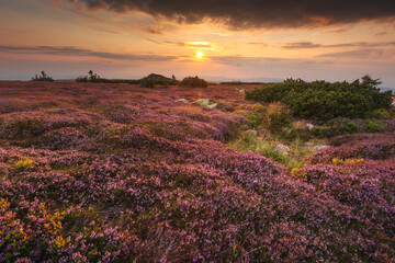 Summer view with heathers in the Karkonosze Mountains during sunrise.
