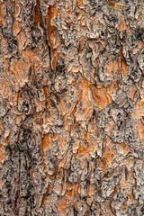 Pattern in the bark of Engelmann spruce trunk, Upper Geyser Basin, Yellowstone National Park, Montana, USA.