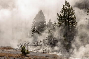 Mist in trees at sunrise along the Firehole River, Upper Geyser Basin, Yellowstone National Park, Montana.
