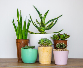 set of some pots with cacti