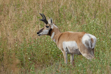 Pronghorn, Glacier National Park, Montana