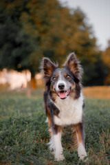 Dog portrait at the park. Lovely pet. Border Collie Dog on a walk. Pet in nature