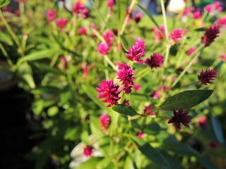 千日小坊　Alternanthera porrigens var. porrigens