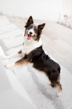 The dog put paws on the wall . Happy Border Collie. Obidence dog. Pet trick. Dog training 
