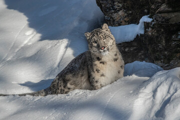 USA, Montana. Captive snow leopard in winter. © Danita Delimont